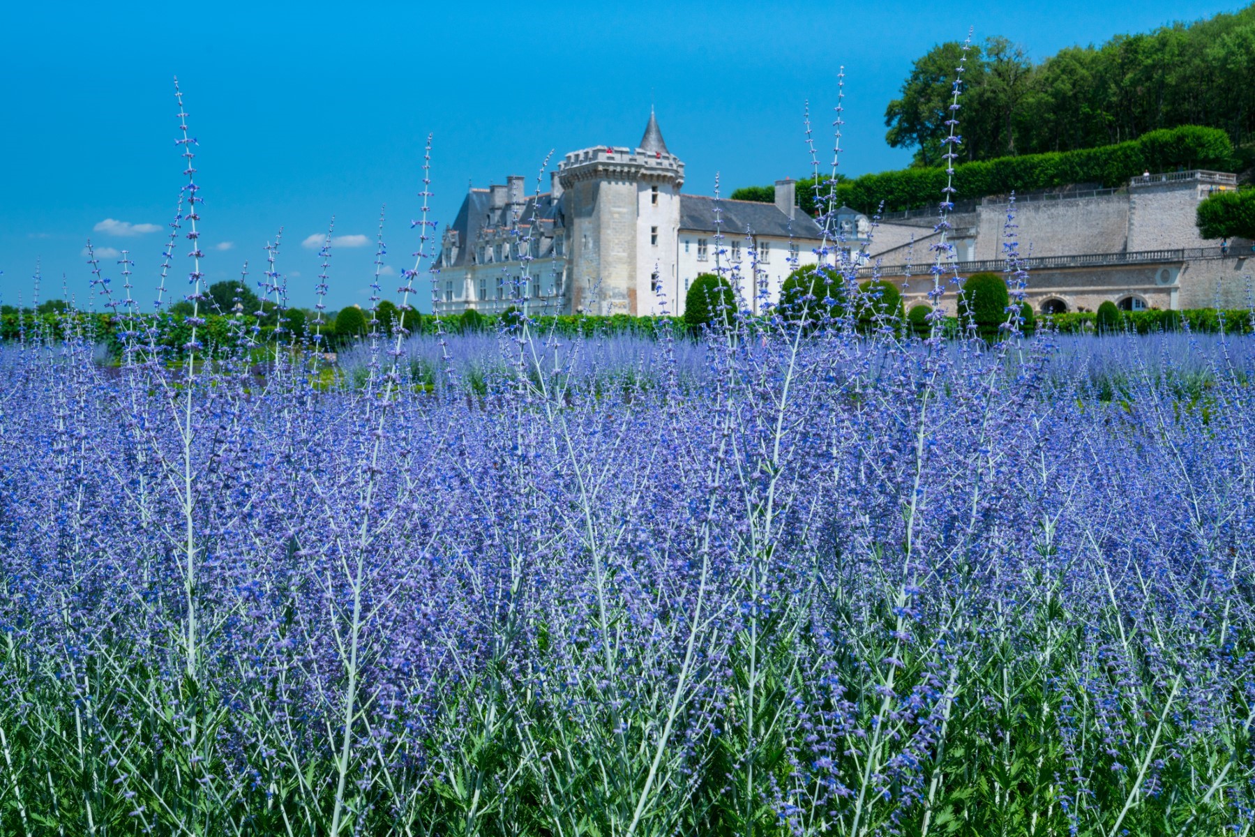 Burgundy: Unveiling the Charm of France&#8217;s Most Elegant Region