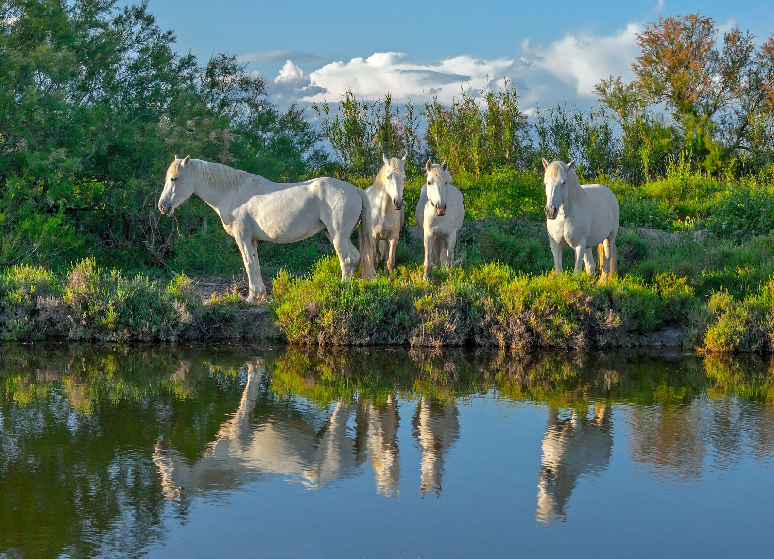 Camargue: The Wild and Beautiful French Destination You Can’t Miss