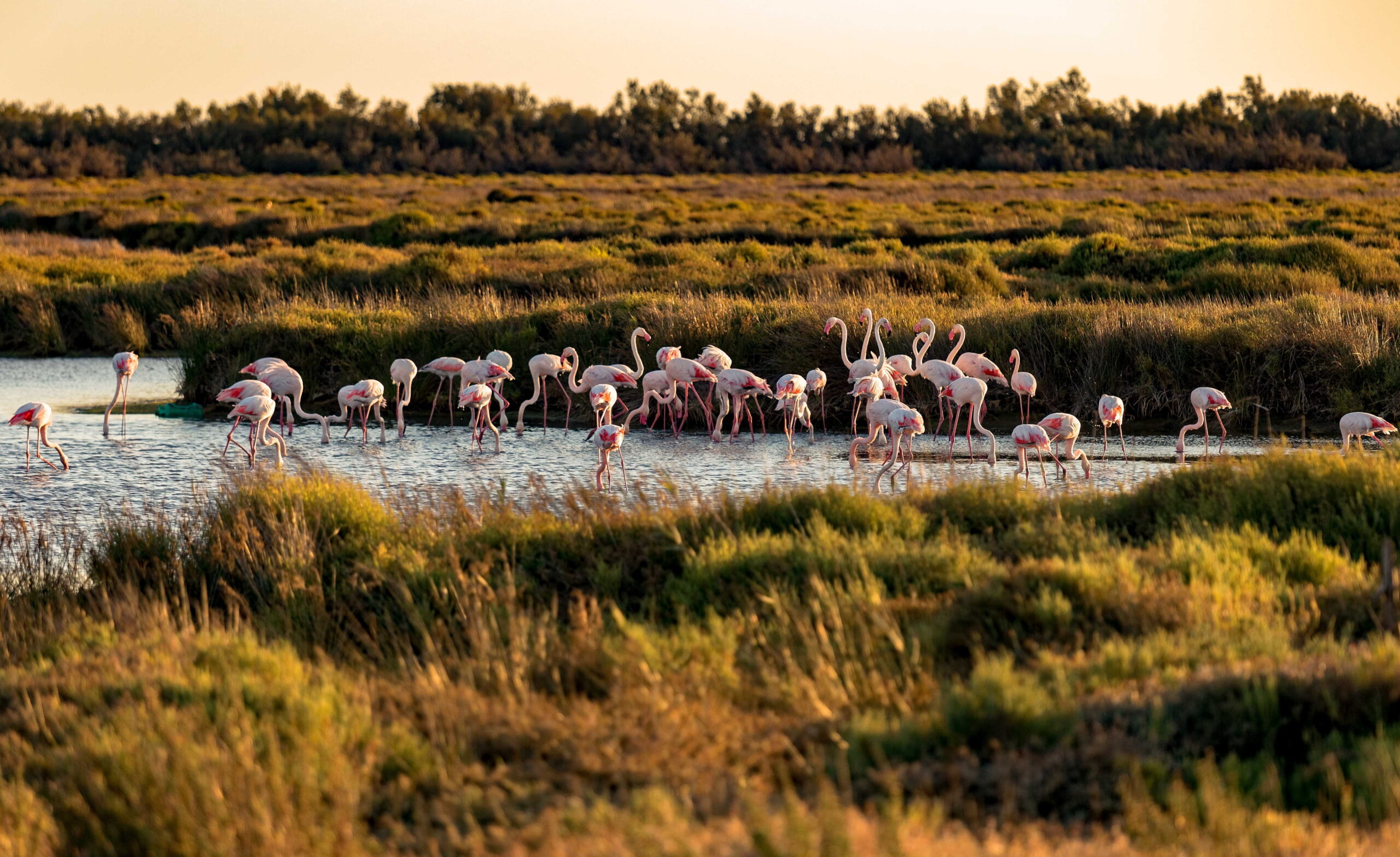 Camargue: The Wild and Beautiful French Destination You Can’t Miss