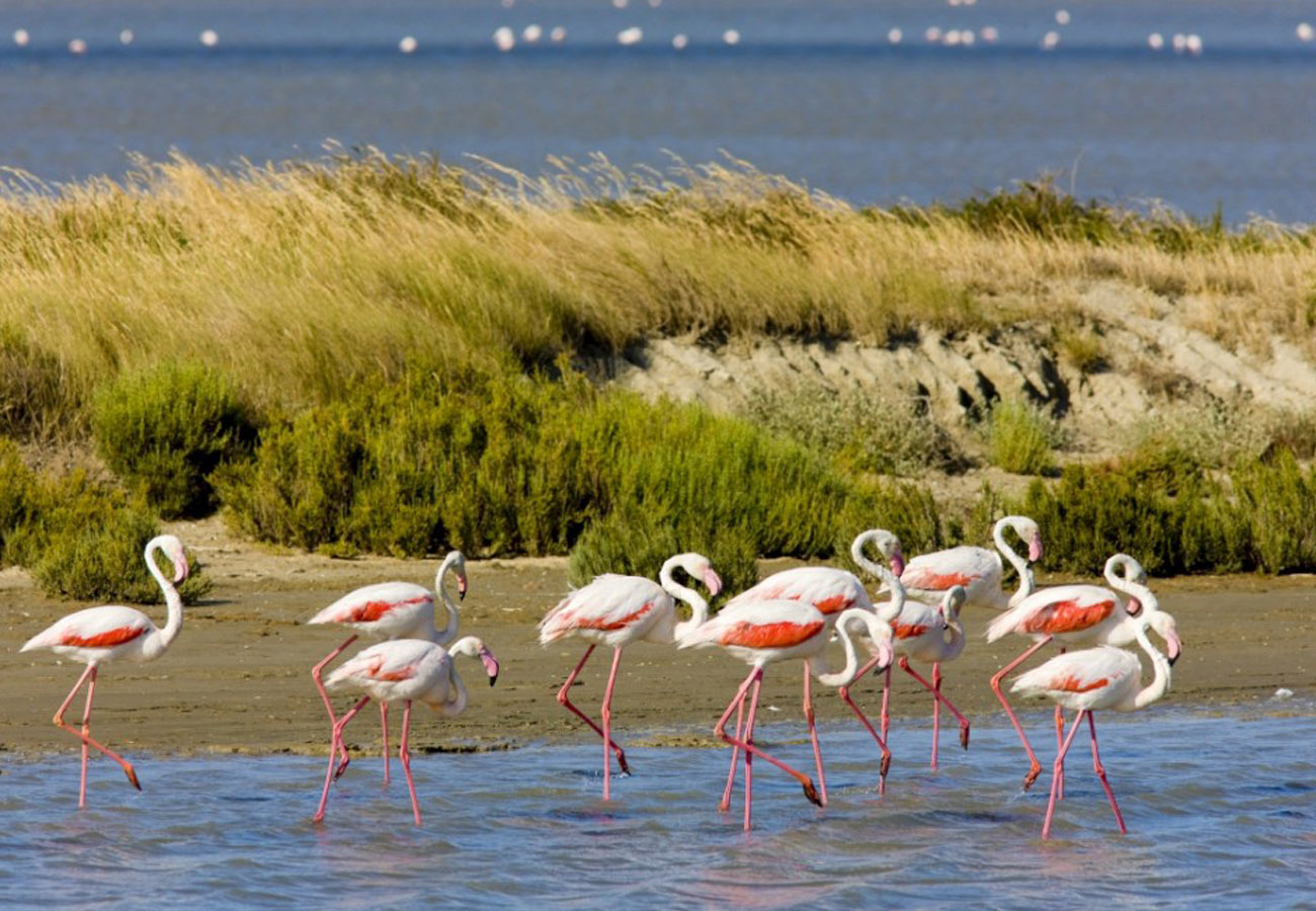 Camargue: The Wild and Beautiful French Destination You Can’t Miss