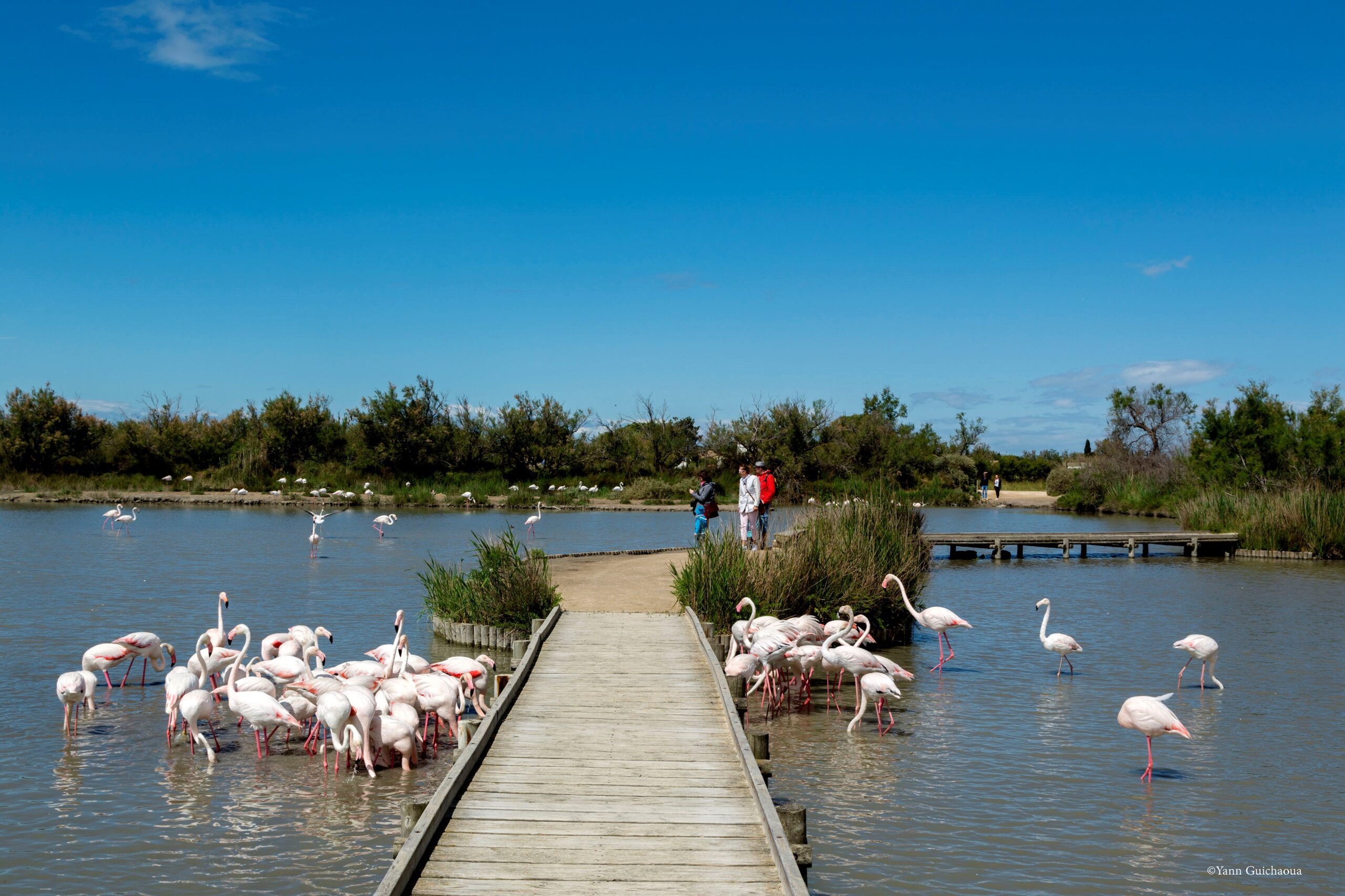 Camargue: The Wild and Beautiful French Destination You Can’t Miss