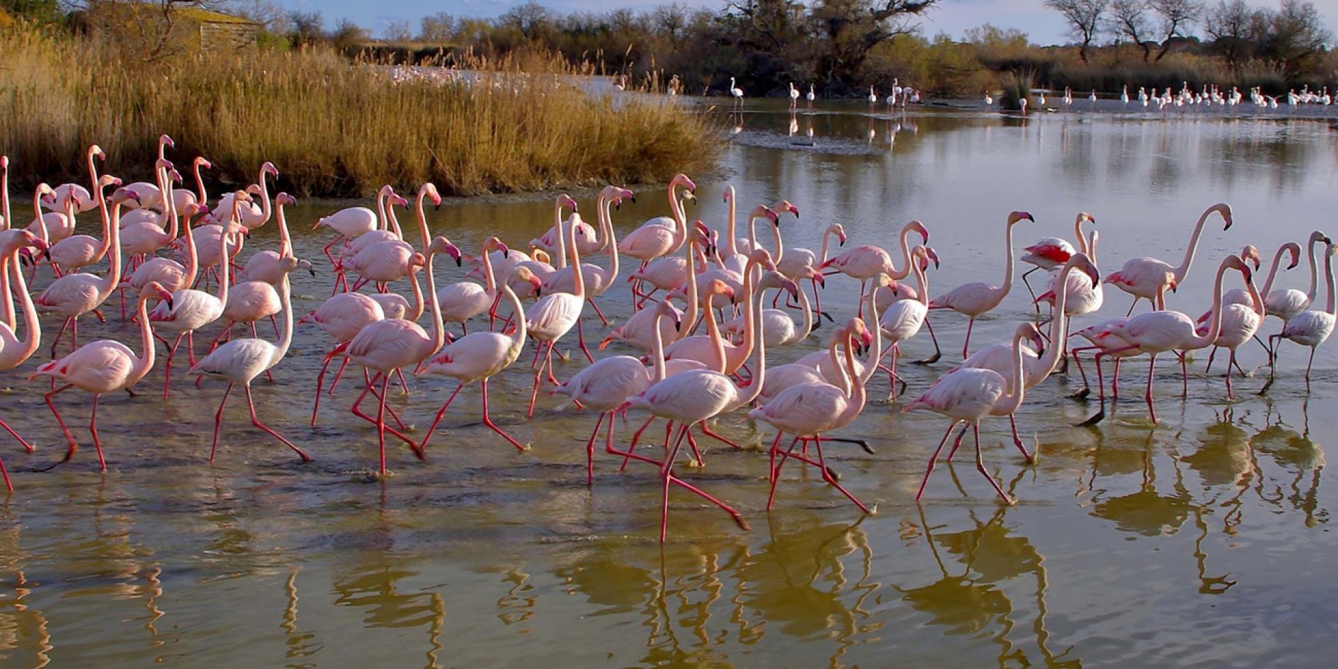 Camargue: The Wild and Beautiful French Destination You Can’t Miss
