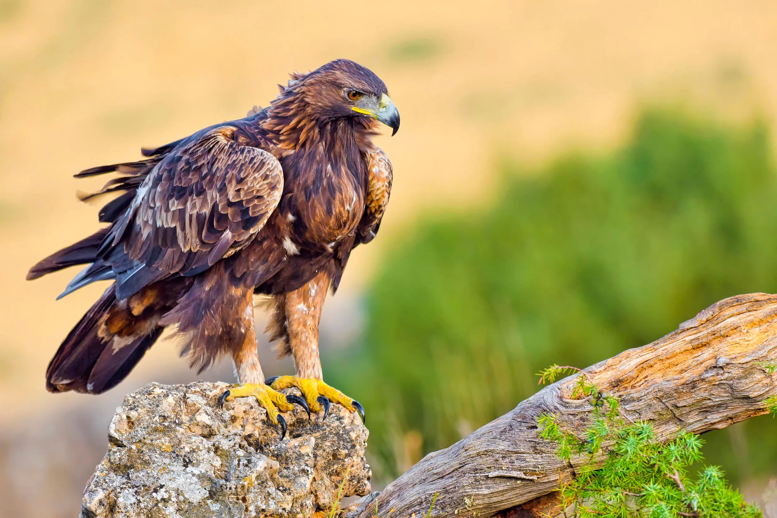 Parc National du Mercantour: Your Ultimate Guide to Exploring One of France’s Hidden Gems