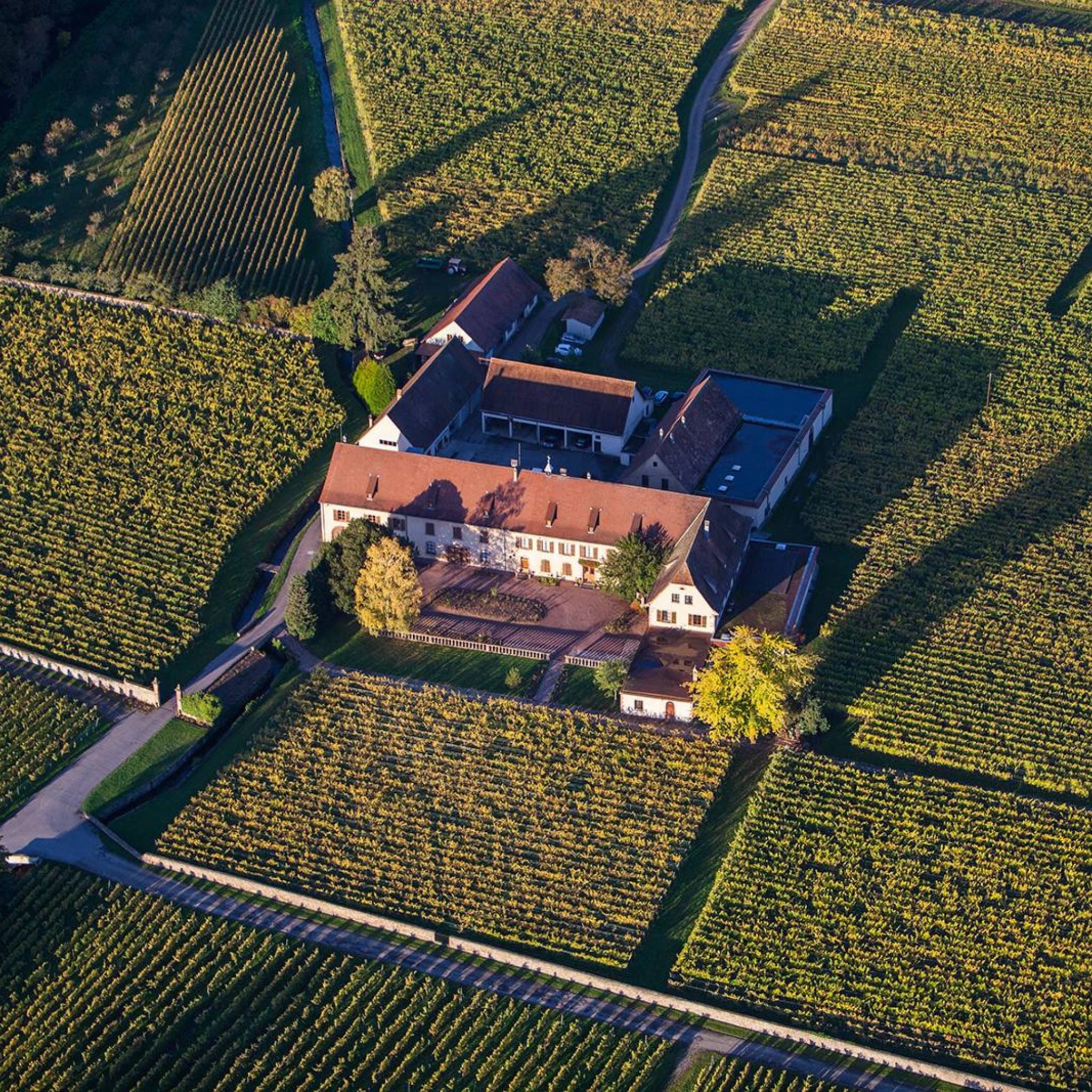 Route des Vins d’Alsace: A Scenic Journey Through the Heart of France’s Wine Region